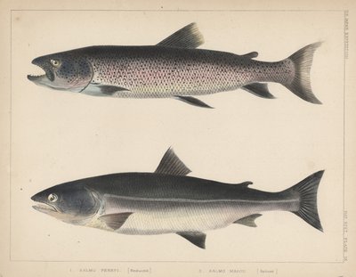 1. Salmo Perryi (reduziert), 2. Salmo Masou (reduziert), 1855 von H. Patterson
